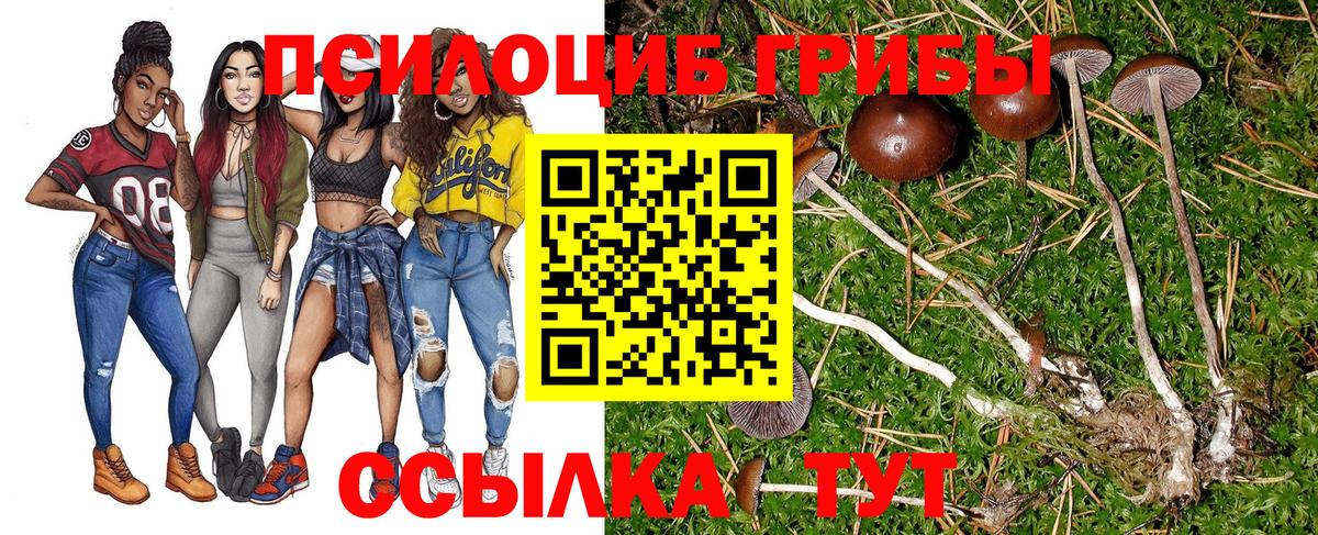 Галлюциногенные грибы Psilocybe Минусинск
